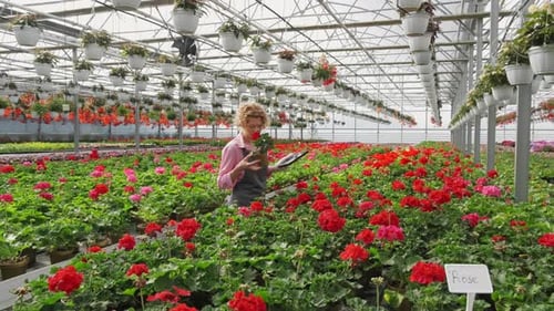 Woman Examining Flowers in a Lush Greenhouse