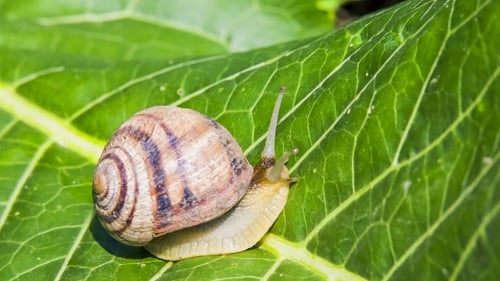 Snail Moving on A Green Leaf