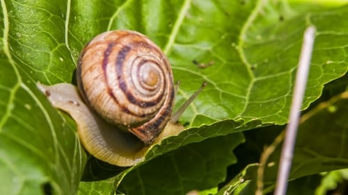 Snail Crawling on Leaf Close Up
