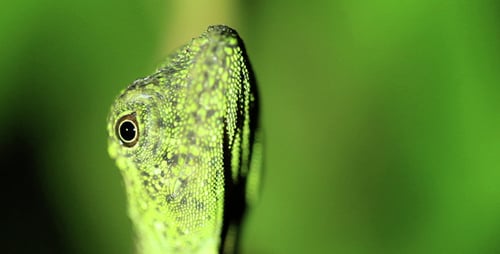 Gecko Lizard
