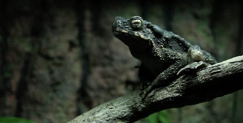Large Toad Perched on a Branch