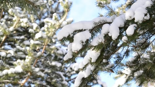 Snow Covered Evergreen Branches on a Bright Winter Day
