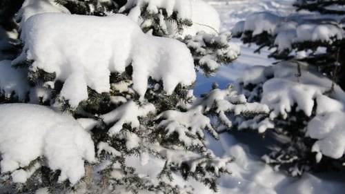 Snow-covered Fir Trees In Winter Forest