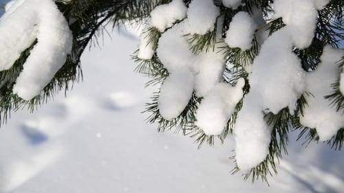 Snow-covered Fir Trees In Winter Forest