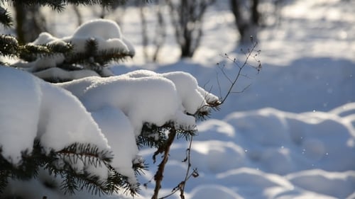 Snow-covered Fir Trees in Winter Park