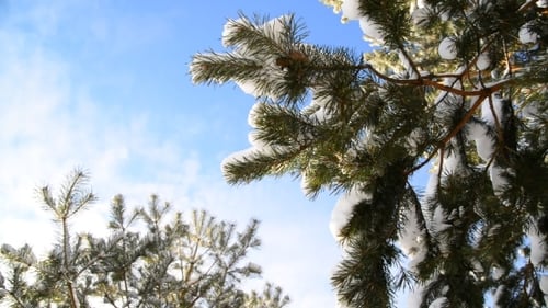 Snow Covered Pine Branches Against Blue Sky