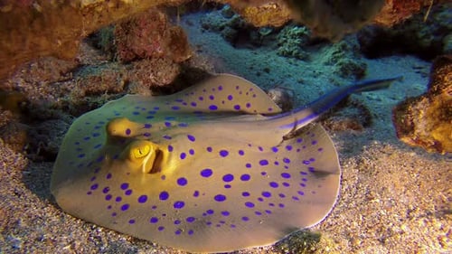 Bluespotted Ribbontail Ray Resting on Ocean Floor
