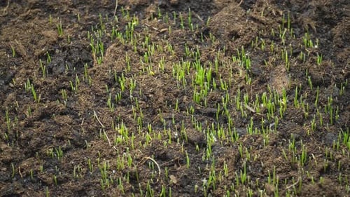 Les jeunes pousses de graminées poussent du sol