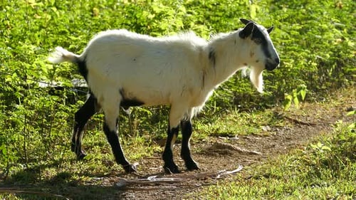 Goat looking around and walks away in the morning