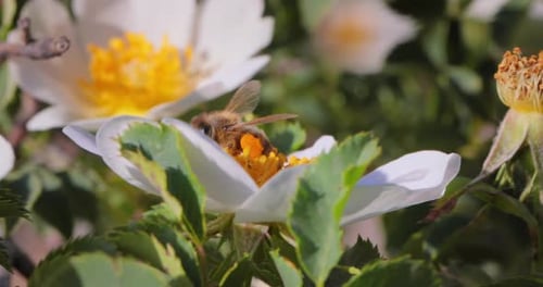 Bee Pollinating and Collects Nectar From the Flower of the Plant
