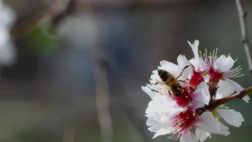 Honeybee collecting pollen from spring blossoms
