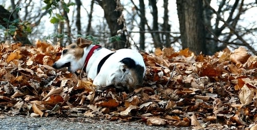 Dog Standing in Fallen Autumn Leaves in Forest
