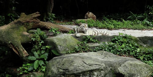 Liegender Tiger