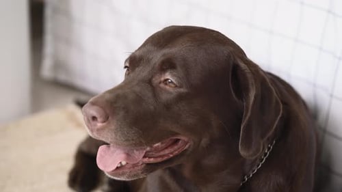 Brown Labrador Retriever Dog Lounging Calmly Inside