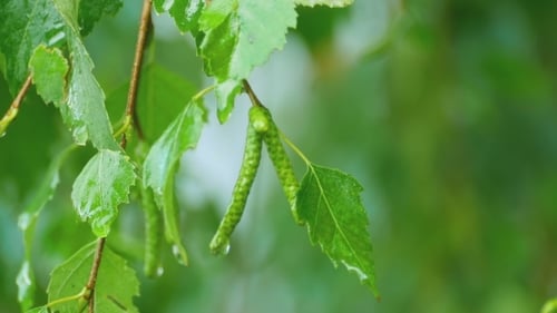 Birch After Summer Rain