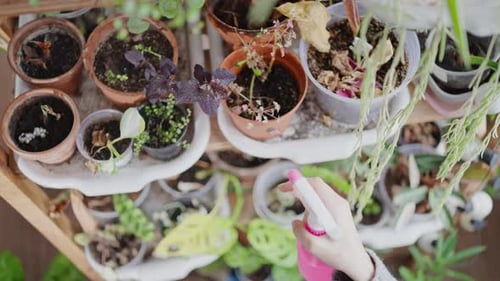 Hand Spritzing Indoor Potted Plants on Shelving