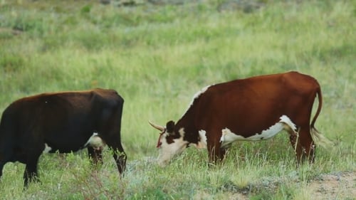 Brown Cows On Pasture