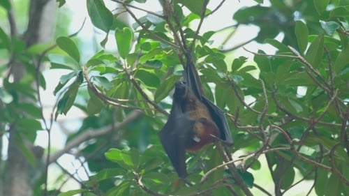 Flying Fox se cuelga de la rama de un árbol y se lava