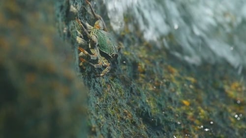 Krabbe auf dem Felsen am Strand