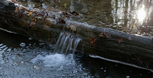 Small Creek in the Forest