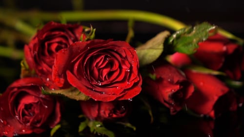 Fallende Rosen