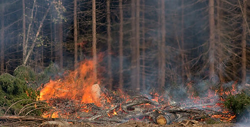 Forest Fire