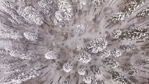 Aerial View Flight Above Snow Winter Forest