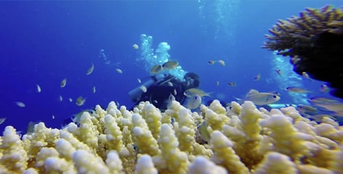 Scuba Diver Swims over Coral Reef with Fish