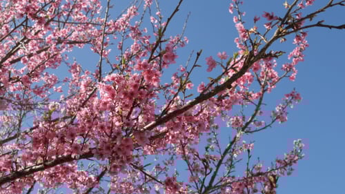 Cherry Blossom Sakura