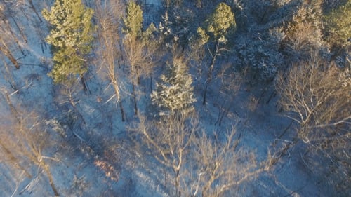 Aerial of Light Snow in the Forest