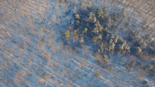 Birds Eye Aerial Winter Forest Trees