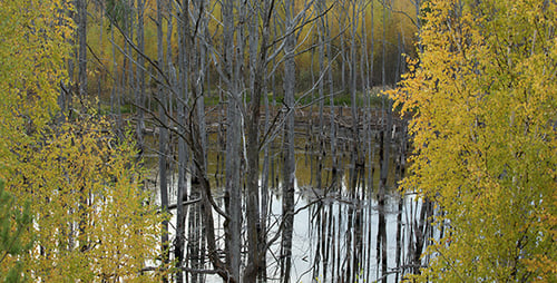 Trockene Bäume im See
