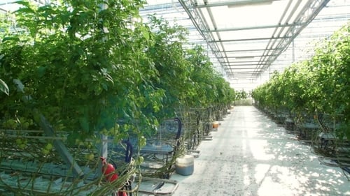 Tomato Plants Growing in Bright Greenhouse
