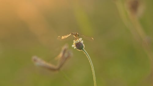 Dragonfly