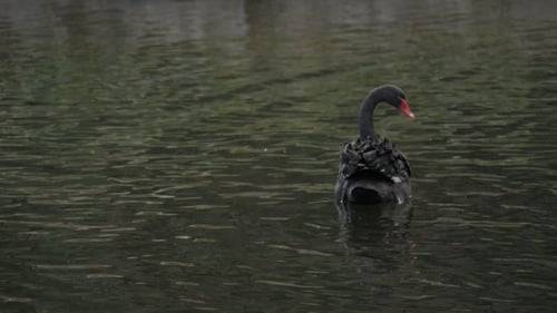 Oie dans l'étang