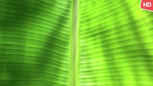 Grünes Blatt in der Natur 0032