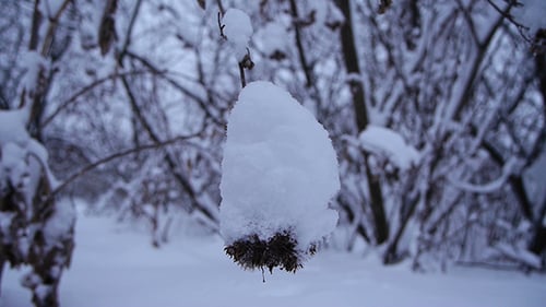 Snow Falls On Dry Grass 7