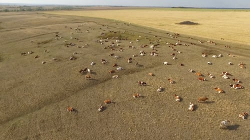 Un troupeau de vaches sur les pâturages