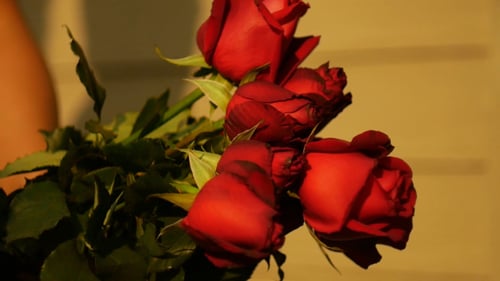 Hand Holding Beautiful Red Rose Bouquet