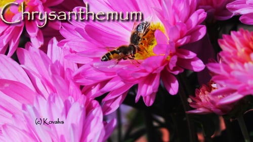 Bees Pollinating Pink Flowers Up Close in Spring