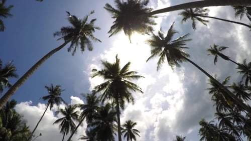 Palm Trees Swaying in Tropical Paradise