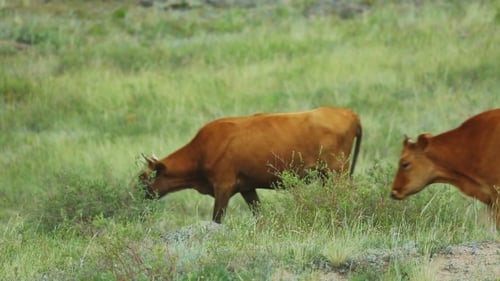 Cows Grazing Peacefully in a Green Meadow