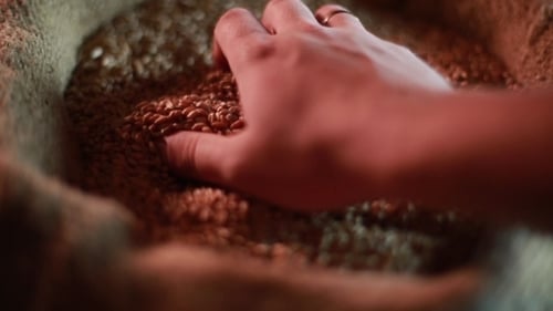 Strong Man's Hand Takes a Lot Of Wheat Grains From a Sack