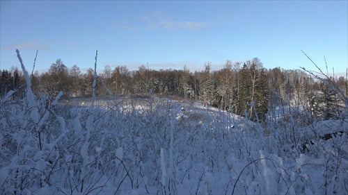 Wald im Winter 3