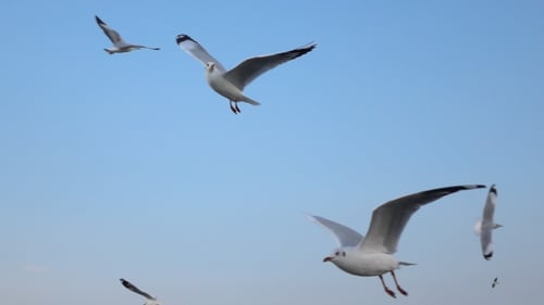 Seagulls Fly Peacefully Across a Sunny Blue Sky