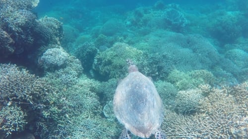 Tortuga marina en el mar tropical