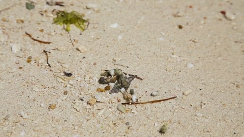 Small Hermit Crab in The Sand.