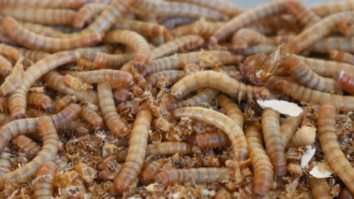 Life of Worm