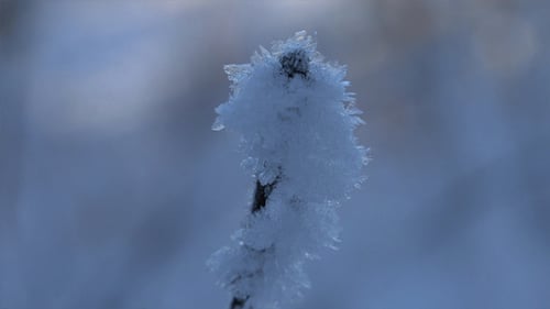 Forest in Winter 7