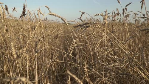 Wheat Field on an Agricultural Farm
